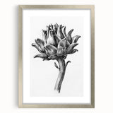 Romanticism Art - Artichoke Study - Classic Botanical Romantic Print