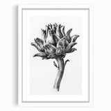 Romanticism Art - Artichoke Study - Classic Botanical Romantic Print