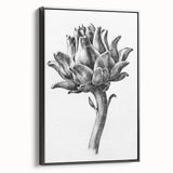 Romanticism Art - Artichoke Study - Classic Botanical Romantic Print