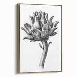 Romanticism Art - Artichoke Study - Classic Botanical Romantic Print
