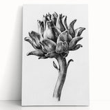 Romanticism Art - Artichoke Study - Classic Botanical Romantic Print