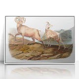 RomanticRomanticism Art - Rocky Mountain Sheep - Classic Animal Printism Art - Marriage A-la-Mode 3 - Classic Romantic Print (Copy)