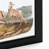RomanticRomanticism Art - Rocky Mountain Sheep - Classic Animal Printism Art - Marriage A-la-Mode 3 - Classic Romantic Print (Copy)
