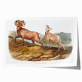 RomanticRomanticism Art - Rocky Mountain Sheep - Classic Animal Printism Art - Marriage A-la-Mode 3 - Classic Romantic Print (Copy)