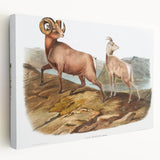 RomanticRomanticism Art - Rocky Mountain Sheep - Classic Animal Printism Art - Marriage A-la-Mode 3 - Classic Romantic Print (Copy)