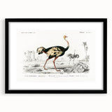 Romanticism Art - Struthio Illustration - Classic Ornithological Print