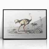 Romanticism Art - Struthio Illustration - Classic Ornithological Print