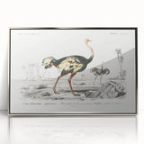 Romanticism Art - Struthio Illustration - Classic Ornithological Print