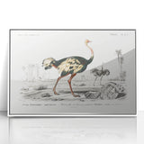 Romanticism Art - Struthio Illustration - Classic Ornithological Print
