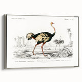 Romanticism Art - Struthio Illustration - Classic Ornithological Print