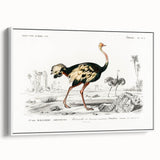 Romanticism Art - Struthio Illustration - Classic Ornithological Print
