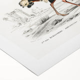 Romanticism Art - Struthio Illustration - Classic Ornithological Print