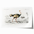 Romanticism Art - Struthio Illustration - Classic Ornithological Print