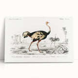 Romanticism Art - Struthio Illustration - Classic Ornithological Print