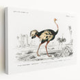 Romanticism Art - Struthio Illustration - Classic Ornithological Print