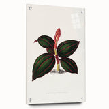 Romanticism Art - Ancectochilus Rubro-Venia - Classic Botanical Print