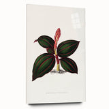 Romanticism Art - Ancectochilus Rubro-Venia - Classic Botanical Print