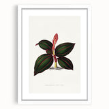 Romanticism Art - Ancectochilus Rubro-Venia - Classic Botanical Print
