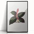 Romanticism Art - Ancectochilus Rubro-Venia - Classic Botanical Print