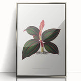 Romanticism Art - Ancectochilus Rubro-Venia - Classic Botanical Print