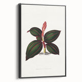 Romanticism Art - Ancectochilus Rubro-Venia - Classic Botanical Print