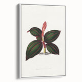 Romanticism Art - Ancectochilus Rubro-Venia - Classic Botanical Print
