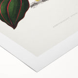 Romanticism Art - Ancectochilus Rubro-Venia - Classic Botanical Print