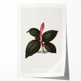 Romanticism Art - Ancectochilus Rubro-Venia - Classic Botanical Print