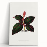 Romanticism Art - Ancectochilus Rubro-Venia - Classic Botanical Print