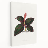 Romanticism Art - Ancectochilus Rubro-Venia - Classic Botanical Print