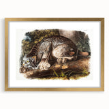 Romanticism Art: "Canada Lynx" by John Woodhouse Audubon