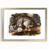 Romanticism Art: "Canada Lynx" by John Woodhouse Audubon