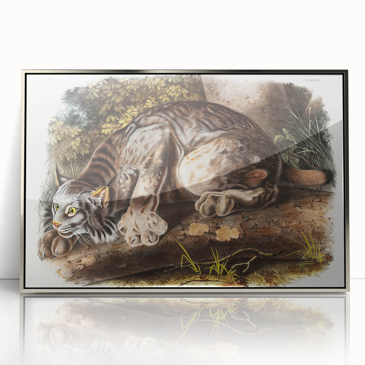 Romanticism Art: "Canada Lynx" by John Woodhouse Audubon