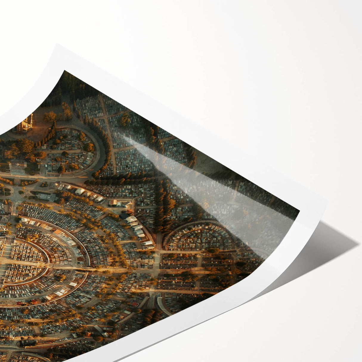 Extra large wall art featuring line art flowers in muted tones on a rolled print, suitable for large living room decor.