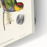 Romanticism Art - Red-Capped Parakeet - Classic Ornithological Print