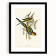 Romanticism Art - Red-Capped Parakeet - Classic Ornithological Print