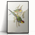 Romanticism Art - Red-Capped Parakeet - Classic Ornithological Print