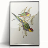 Romanticism Art - Red-Capped Parakeet - Classic Ornithological Print