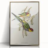 Romanticism Art - Red-Capped Parakeet - Classic Ornithological Print