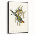 Romanticism Art - Red-Capped Parakeet - Classic Ornithological Print