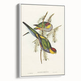 Romanticism Art - Red-Capped Parakeet - Classic Ornithological Print