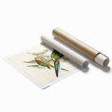 Romanticism Art - Red-Capped Parakeet - Classic Ornithological Print