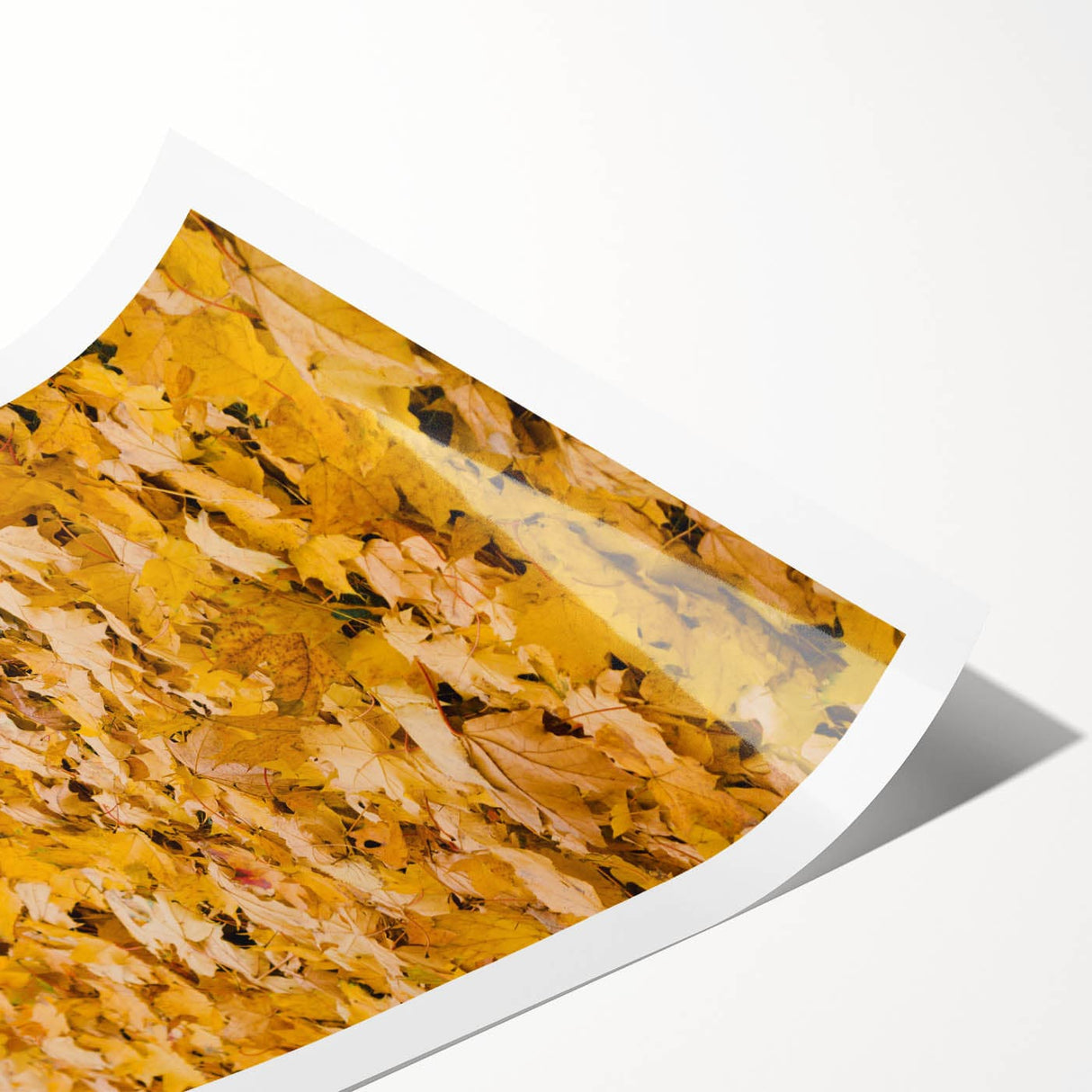 Extra large rolled print featuring line art flowers in muted autumn colors, ideal for large living room wall art.