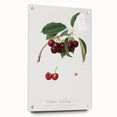 Romanticism Art - Cherry Botanical Illustration - Classic Fruit Print