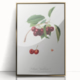 Romanticism Art - Cherry Botanical Illustration - Classic Fruit Print