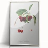Romanticism Art - Cherry Botanical Illustration - Classic Fruit Print