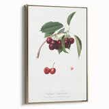 Romanticism Art - Cherry Botanical Illustration - Classic Fruit Print