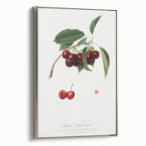 Romanticism Art - Cherry Botanical Illustration - Classic Fruit Print