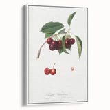 Romanticism Art - Cherry Botanical Illustration - Classic Fruit Print