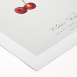 Romanticism Art - Cherry Botanical Illustration - Classic Fruit Print